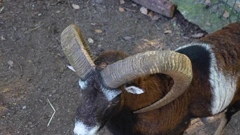 Close up of male Mouflon, ram Stock Footage 252199983