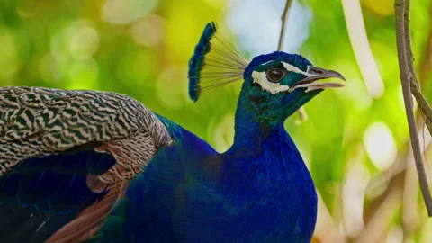 Close-up of a male peacock's head Stock Footage 304707957
