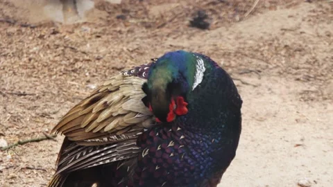 Close-up male pheasant cleans feathers Video stock 197852273