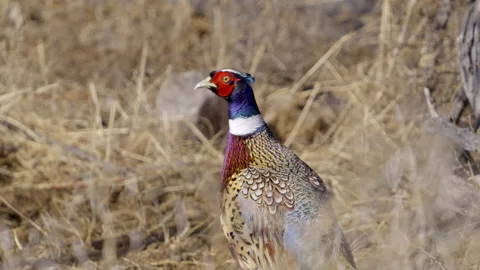 Close up of a male Ring-necked pheasant in the Utah wilderness Stock Footage 327629249