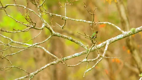 Close up male ruby throated humming bird Stock Footage 152648737