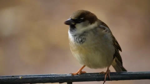 Close up of A male Sparrow Stock Footage 224445761