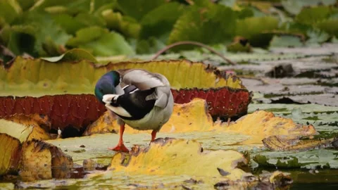A close up of a mallard duck Stock Footage 261253768