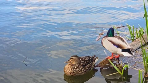 Close up of a mallard duck pair resting near the shore of a pond Stockbeeldmateriaal 337809068