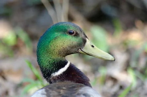 Close-up of a Mallard Duck 스톡 사진