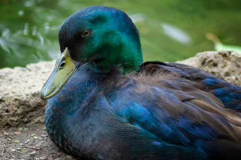 Close up of a Mallard duck Stock Photos
