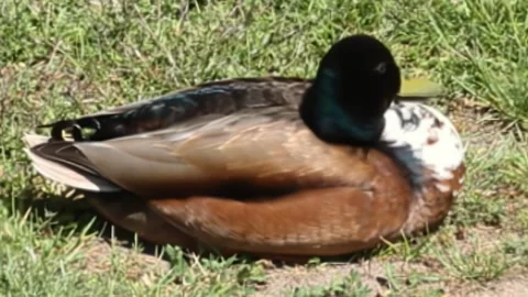 Close-up of mallard duck preening and turning its head on grassy lawn Stock Footage 309433779