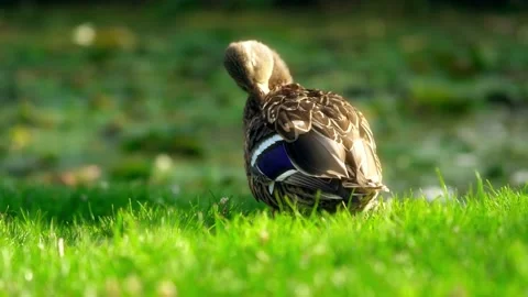 Close-up of Mallard Duck walking on Grass Stock Footage 137506480