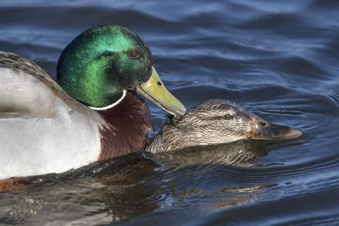 Close up Mallard ducks mating Stock Photos