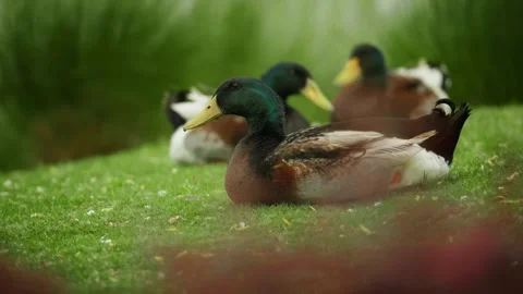 Close up of Mallard Ducks Resting during the day Video stock 332855666