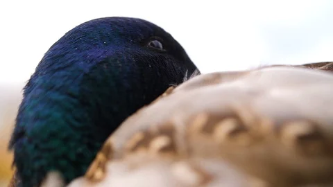 Close up Mallard Stock Footage 104227656