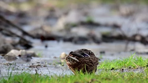 Close-up of a Mallard or Wild Duck Anas platyrhynchos Stock-Footage 220358347