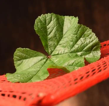 Close up on Mallow leaf. Stock Photos