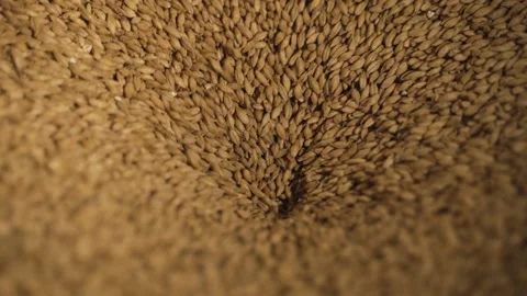 Close-up of malt seeds Video stock 153269241
