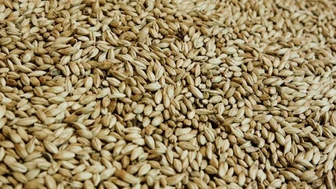 Close-up malted barley. Stock Footage 84001471