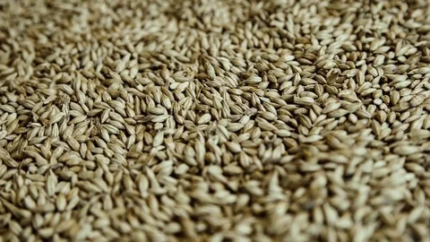 Close-up malted barley. Stock Footage 84151756