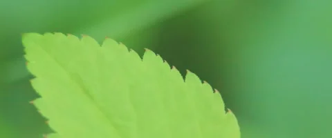 Close up of Malvastrum coromandelianum leaf Stock Footage 251733893