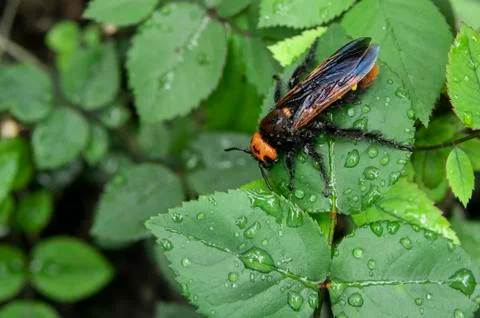 Close Up Of Mammoth Wasp Sitting On The Leaf Stock Photos