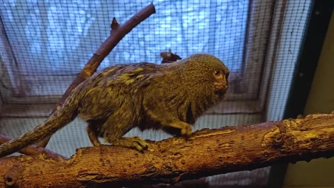 A close up of a Mamoset Monkey walking Stock Footage 263888040