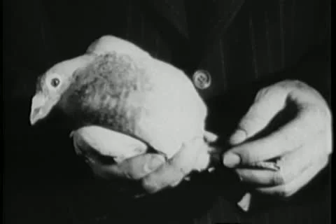 Close-up of man attaching note to homing pigeon Stock Footage 14524135