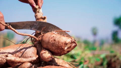 Close up man chopping cassava using machete side shot slow motion 50fps Video stock 156229389