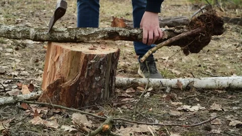 Close up of a man chopping firewood in the forest. Видео 334600617