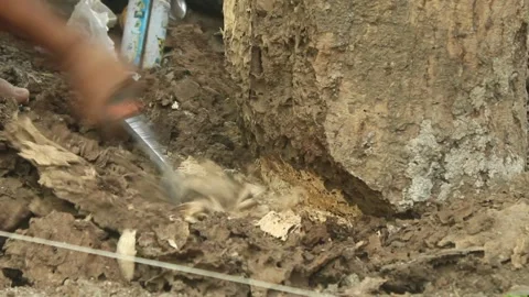 Close Up of Man Chopping an Old Tree Stump with an Axe Stock Footage 345333609