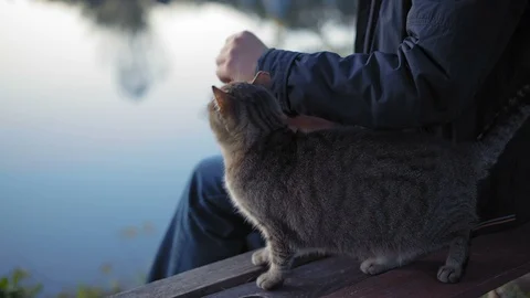 Close-up, Man with a Cup of Tea in Hand Strokes Tolstoy Kota Sitting on the Stock Footage 97709811