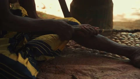 Close-up of man cuts cinnamon branch. Sri Lankan man cuts the cinnamon tree at 스톡 동영상 185688558