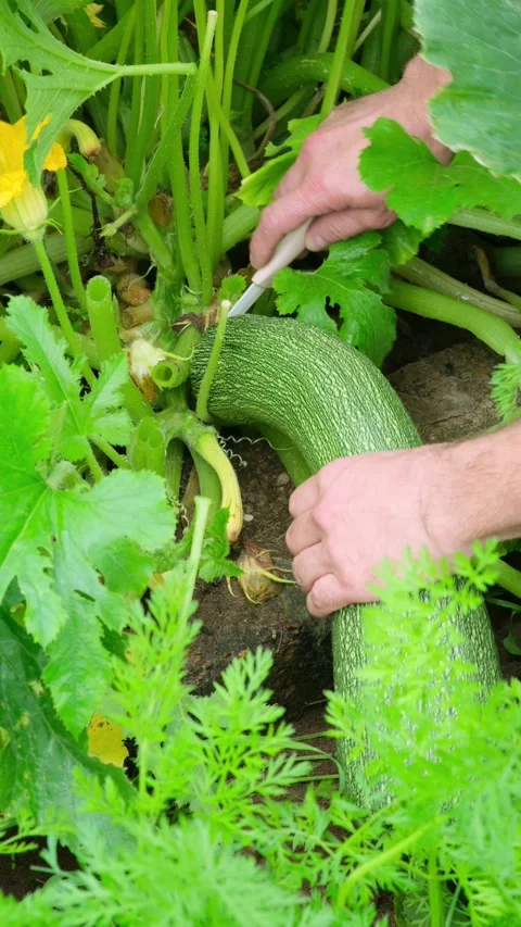 Close-up of a man cutting green striped zucchini from a bush with knife. Organic Stock Footage 281252238