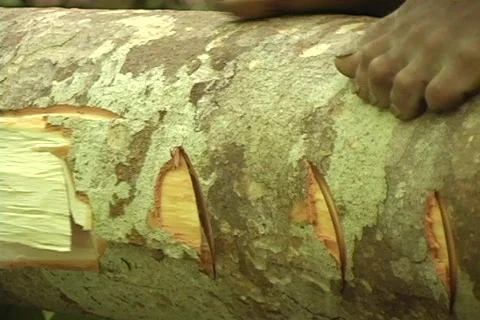 Close of man cutting tree with axe Stock Footage 286886