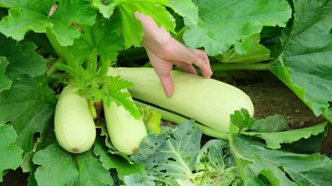 Close-up of a man cutting white zucchini from a bush with knife. Organic farming Stock Footage 281246251