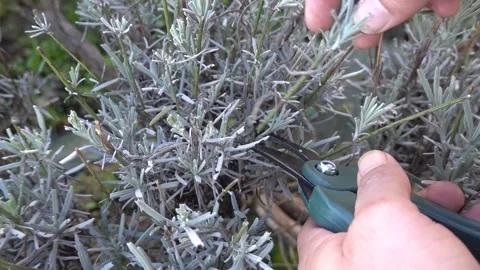 Close-up man cutting young branches to prepare lavender cuttings. branches .. Stock Footage 287876310