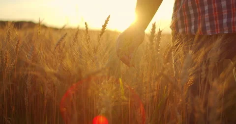 Close-up of a man an elderly farmer touching wheat spikelets or tassels at Stock Footage 135649339