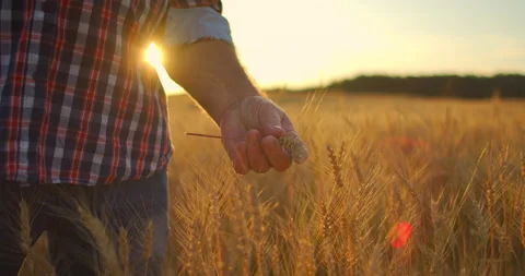 Close-up of a man an elderly farmer touching wheat spikelets or tassels at Stock Footage 135650362