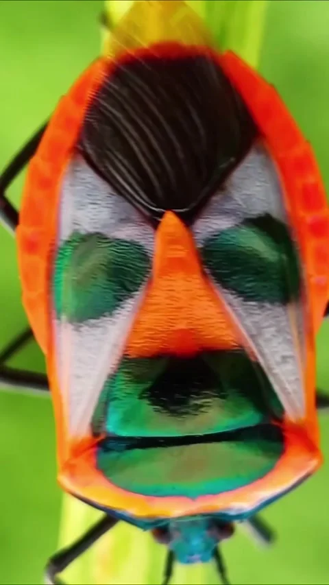 A close-up of man-faced stink bug (catacanthus incarnatus) Video stock 320416694