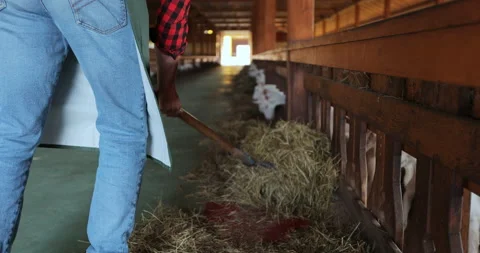 Close up man farmer giving fresh hay to goat standing barn stall. Farm employee Stock Footage 212092002