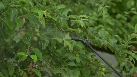 Close-up man farmer worker spraying pesticide treatment on fruit garden Stock Footage 156182512