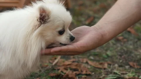 Close-up of a man feeding his spitz dog. An obedient pet politely takes the food Stock Footage 290520365