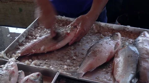 Close up of man fishmonger hands cleaning and scraping scales of fresh fish. Stock Footage 147047429