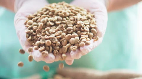 Close up man green shirt using hands with gloves handful of raw coffee beans Stock-Footage 156240077