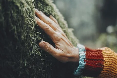 Close up of man hand caring a soft green musk on a trunk tree. People and l.. Stock-Fotos