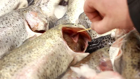 Close-up man hand checking freshness of fish, open gills at fish stall at fish m Video stock 258424282