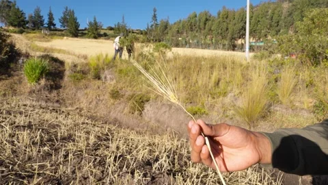 Close-up of a man hand holding a barley ear in a harvested field.mov Vídeos de archivo 335643745
