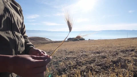 Close up of a man hand holding a barley ear in a harvested field in the Ecua Video stock 339345971