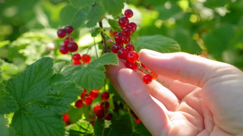 Close up man hand picks currants at sunrise or sunset, harvesting, farming Stock Footage 202223452