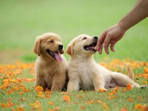 Close up man hand playing with Cute Puppy Golden Retriever in the park. Stock Photos