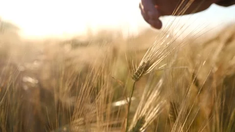 Close up of man hand running through wheat ears in golden field in countryside Stock Footage 201692362