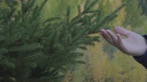 Close up man hand touch fir spruce tree branches with green needles outdoors Stock Footage 85472603