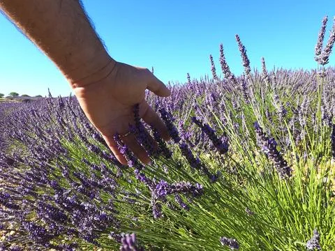Close up of man hand touching lavender flower on field against sky. Hand of m Stock-Fotos